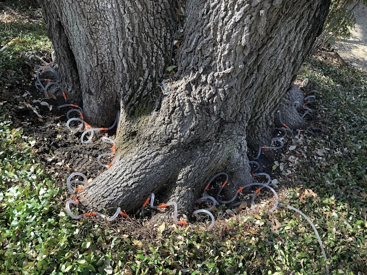 Detailed Tree Cabling and Bracing job site in Calico Rock
