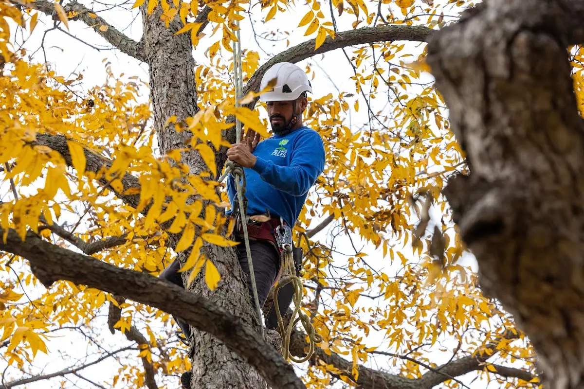 Skilled Storm Damage Cleanup crew working in Calico Rock